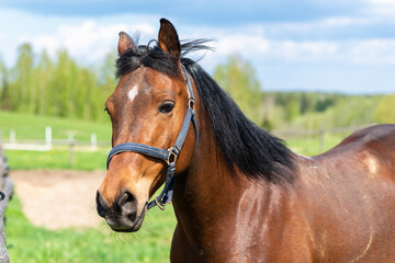 Fototapeta premium Portrait horse, brown closeup horse.Thoroughbred youngster posing on the green meadow summertime.Horse on summer nature.