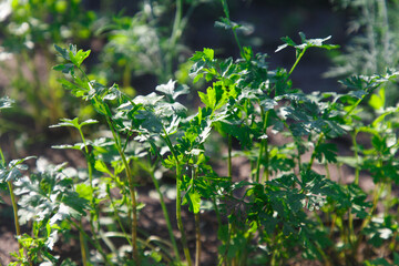 The parsley on the bed in the garden