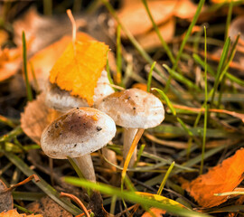 Mushrooms in the autumn forest