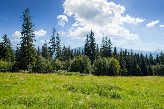 spruce forest on the grassy hillside meadow. beautiful nature scenery in mountains. summer landscape with fluffy clouds on the blue sky above the distant ridge. explore backcountry concept