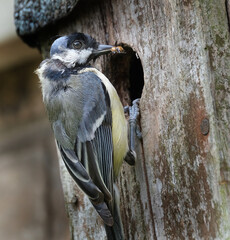 The great tit is a passerine bird in the tit family Paridae.