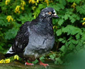 Feral pigeons, also called city doves, city pigeons, or street pigeons, are pigeons that are descended from the domestic pigeons that have returned to the wild.
