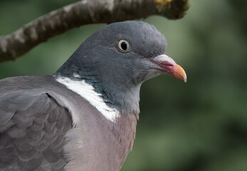 The common wood pigeon is a large species in the dove and pigeon family. It belongs to the genus Columba and, like all pigeons and doves, belongs to the family Columbidae
