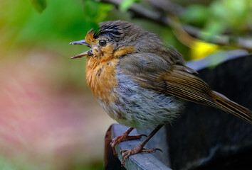 European Robin in poor condition during nesting.