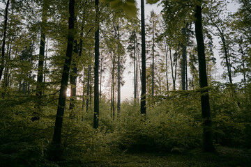 Forest landscape panorama with green trees and bushes. Spring in the woods.