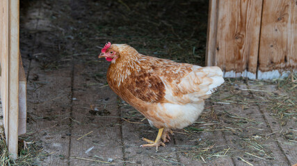 Huhn im Hühnerstall, freilaufend- Konzept Viehzucht, Viehhaltung