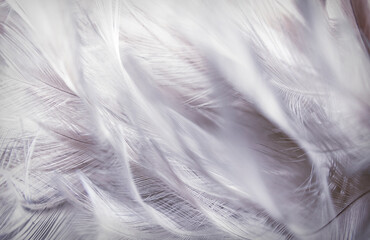 Soft White or Gray Feathers Texture Background.