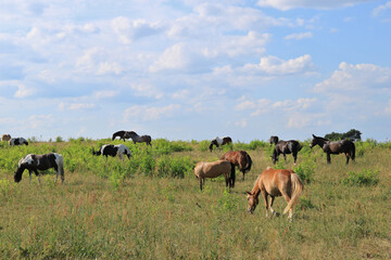 eine Herde Pferde und Maultiere grasen auf einer Weide