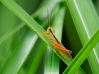 ツマグロバッタ