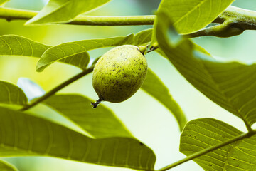 Fototapeta premium The fruit of a green walnut grows on a tree.