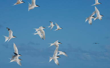 Roseate Terns