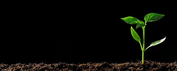 Green seedling growing on the ground in the rain