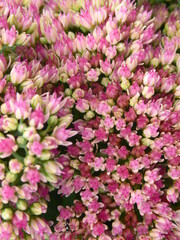 Makro Heidekraut, Blüten Erika