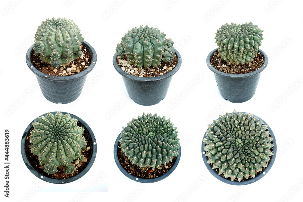 Canvas Prints Cactus Succulent Plant isolated on white background