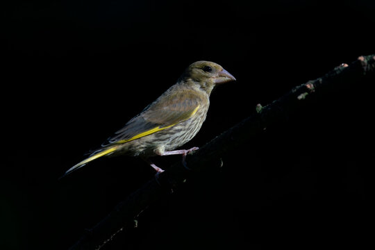  European greenfinch (Chloris chloris) sitting on abranch in the forest of Noord Brabant in the Netherlands .                              