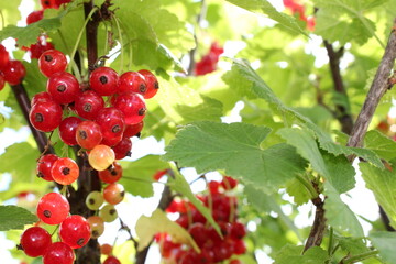 beautiful red currant bush growing in the garden