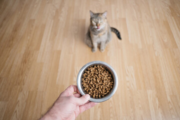 Male hand with dry food. In the background, a cat licks its lips. Selective focus on the iron...