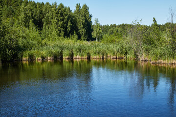 nature landscape lake and forest daytime
