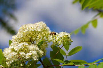Bee on blooming mountain ash.