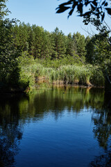 Fototapeta na wymiar nature landscape lake and forest daytime