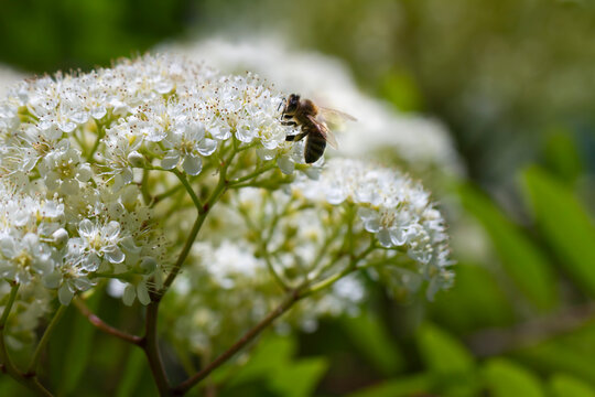 Bee on blooming mountain ash.