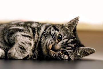 Cat lying on the floor