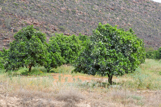 Some Orange Trees seen in the Cederberg Moutains close to Clanwilliam in the Western Cape of South Africa