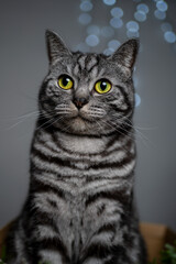 Obraz premium Cat looks friendly with big yellow eyes in portrait