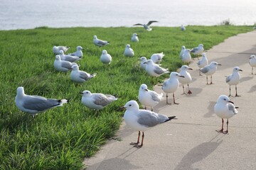 flock of seagulls