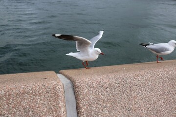 seagull in flight