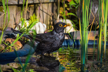 Amsel beim Baden