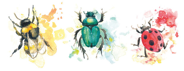Fototapeta na wymiar Watercolor illustrations of insects. Bee, bumblebee, beetle and Coccinellidae. 