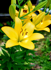 yellow lily blossomed in the garden, close up as texture for background
