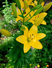 Fototapeta premium yellow lily blossomed in the garden, close up as texture for background