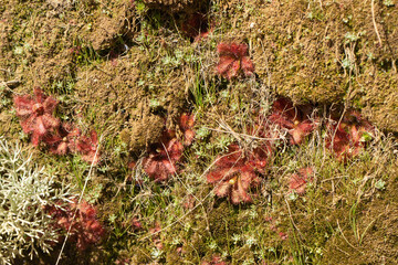 Some Drosera afra in the Cederberg Moutains, Western Cape of South Africa