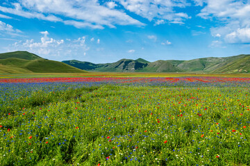 Lentil flowering with poppies and cornflowers in Castelluccio di Norcia, Italy