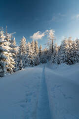 Winter mountains wirth narrow snowcapped hiking trail, frozen trees and blue sky