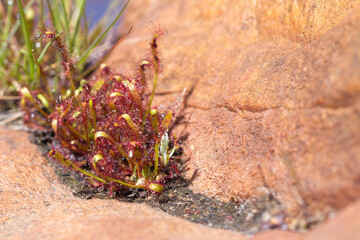 Drosera capensis (a carnivorous plant) growing on a rock outcrop in the Cederberg Mountains in the Western Cape of South Africa
