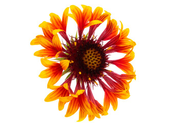 Gaillardia flowers isolated