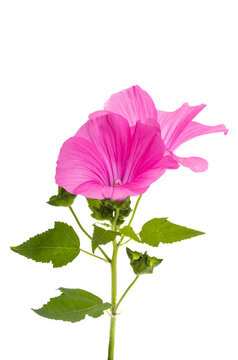 pink lavatera isolated