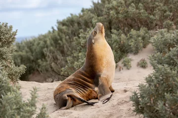 Türaufkleber A cow seal digesting in seal bay kangaroo island south australia on may 9th 2021 © Darryl