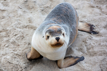 Naklejka premium A cow seal digesting in seal bay kangaroo island south australia on may 9th 2021