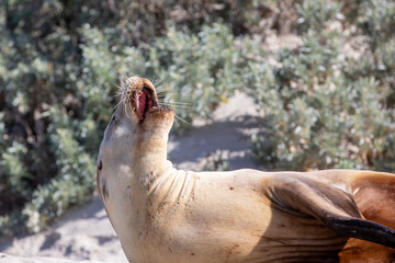 A cow seal calling in seal bay kangaroo island south australia on may 9th 2021
