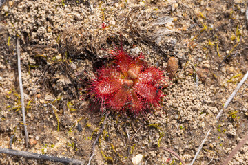 The Sundew Drosera trinervia growing in sandy habitat in the Cederberg in the Western Cape of South Africa