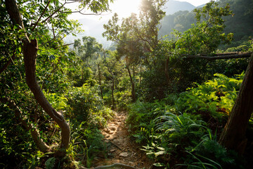 Landscape of trail hiding in tropical forest