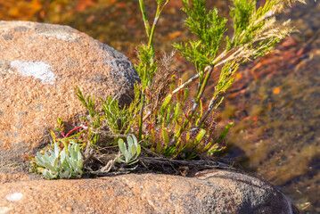 Drosera capensis growing between some rocks in the Cederberg, Western Cape of South Africa
