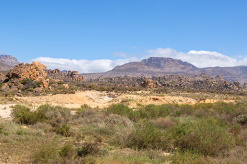 Fototapeta na wymiar Vegetation in sandy habitat in the Cederberg Mountains, south of Clanwilliam in the Western Cape of South Africa