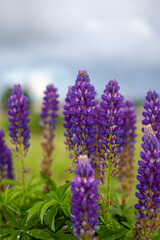Obraz premium Blooming macro lupine flower. Lupine field with pink purple and blue flower. Bunch of lupines summer flower background. A field of lupines. Violet spring and summer flower