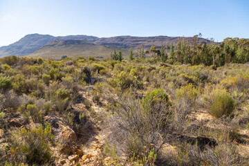 shruby vegetation in the Cederberg south of Clanwilliam in the Western Cape of South Africa