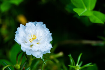 Close up pink Portulaca oleracea  flower on blur nature background with selectived focus wiht bokeh Backgorund